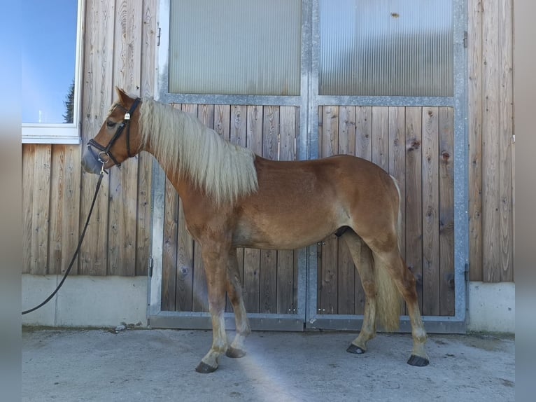 Haflinger Hongre 4 Ans 154 cm Alezan in Obertrum am See
