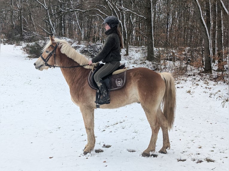 Haflinger Hongre 4 Ans 154 cm Alezan cuivré in Morsbach