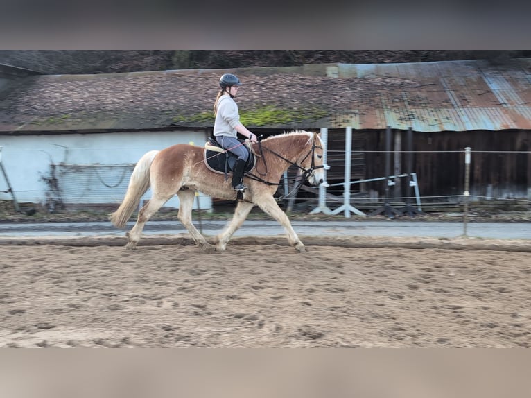 Haflinger Hongre 4 Ans 154 cm Alezan cuivré in Morsbach