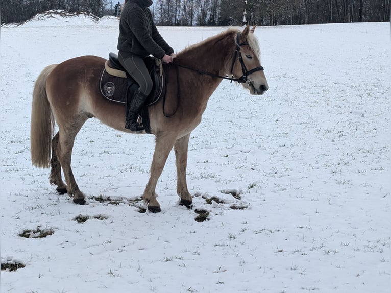 Haflinger Hongre 4 Ans 154 cm Alezan cuivré in Morsbach
