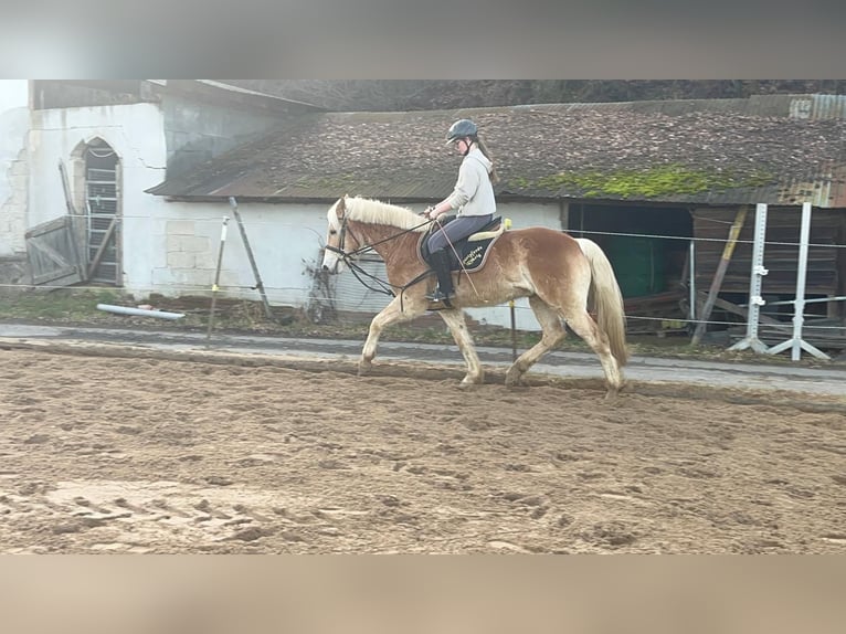 Haflinger Hongre 4 Ans 154 cm Alezan cuivré in Morsbach