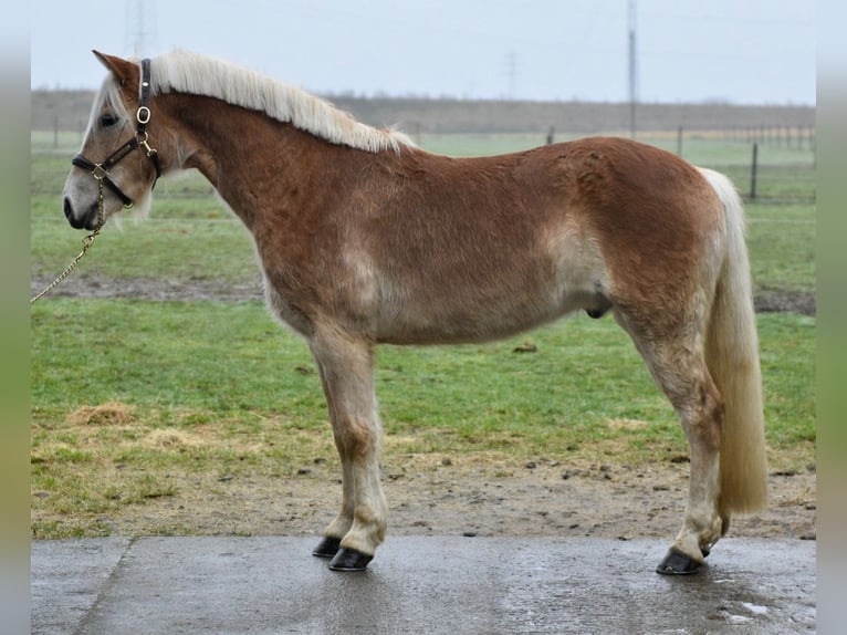Haflinger Hongre 4 Ans 154 cm Alezan cuivré in Morsbach