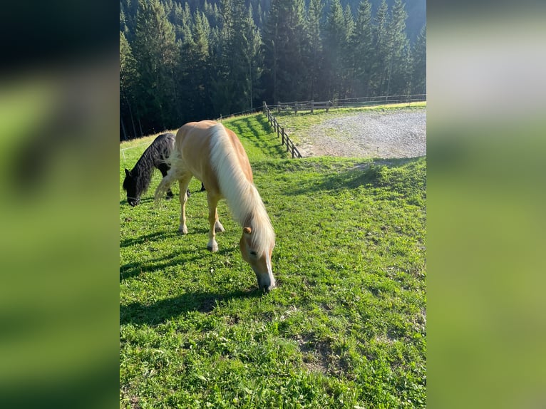 Haflinger Hongre 4 Ans 155 cm Alezan in Filzmoos