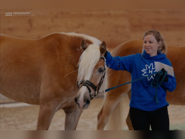 Haflinger Hongre 4 Ans 155 cm Alezan in Golling an der Salzach
