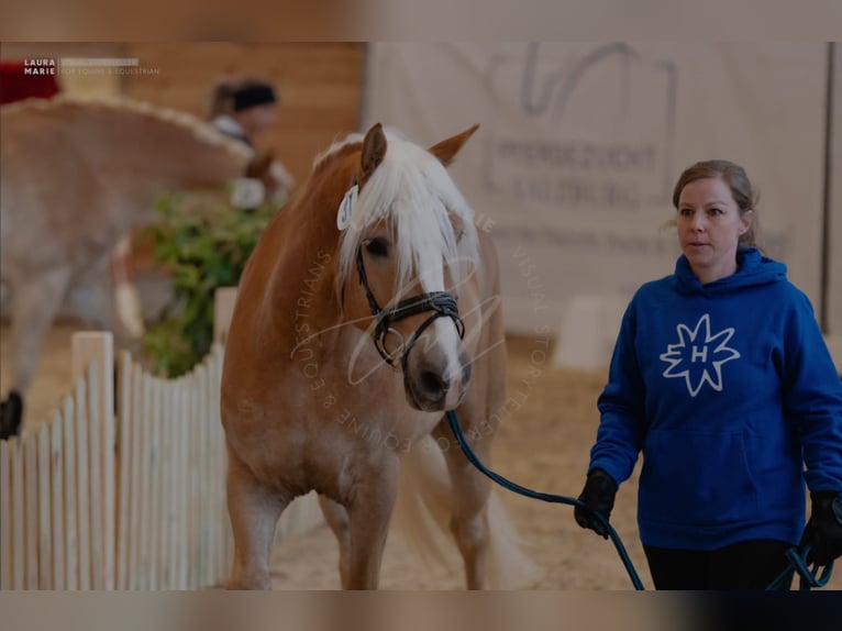 Haflinger Hongre 4 Ans 155 cm Alezan in Golling an der Salzach