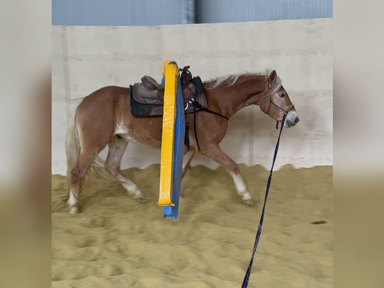 Haflinger Hongre 4 Ans 155 cm Alezan in Daleiden
