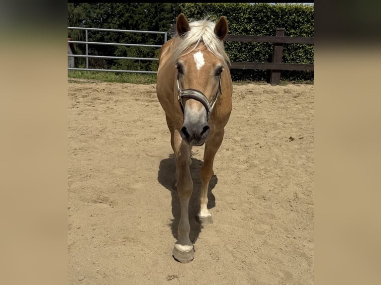 Haflinger Hongre 4 Ans 155 cm  in Daleiden