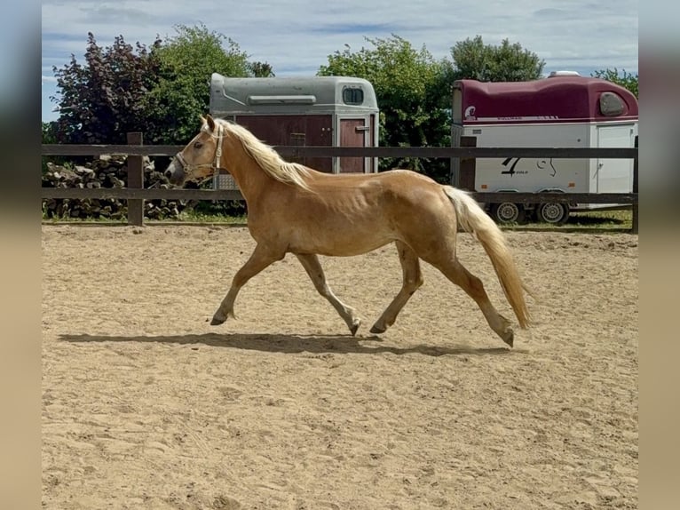Haflinger Hongre 4 Ans 155 cm  in Daleiden