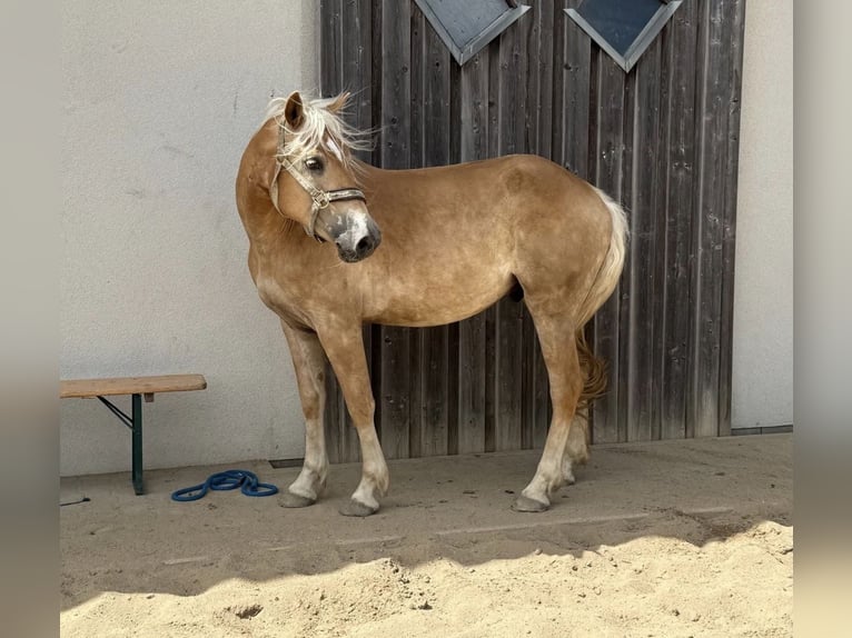 Haflinger Hongre 4 Ans 155 cm  in Daleiden