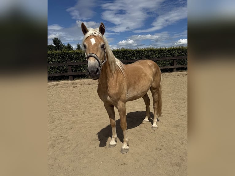 Haflinger Hongre 4 Ans 155 cm  in Daleiden