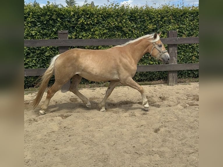 Haflinger Hongre 4 Ans 155 cm  in Daleiden