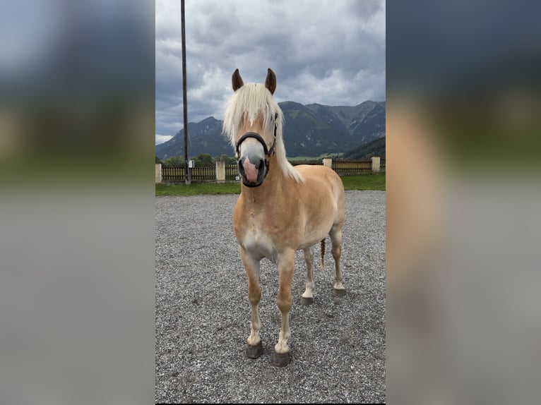 Haflinger Hongre 4 Ans 156 cm Alezan in Kammern
