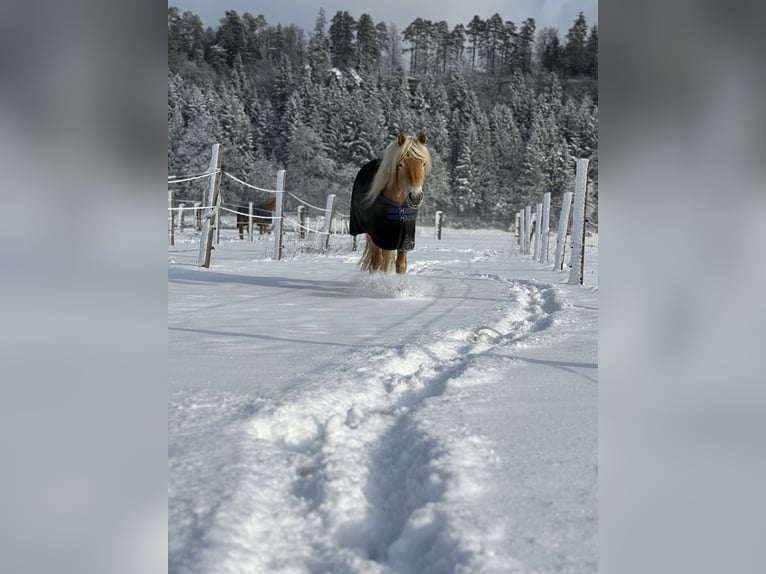 Haflinger Hongre 4 Ans 159 cm Alezan in Salzburg