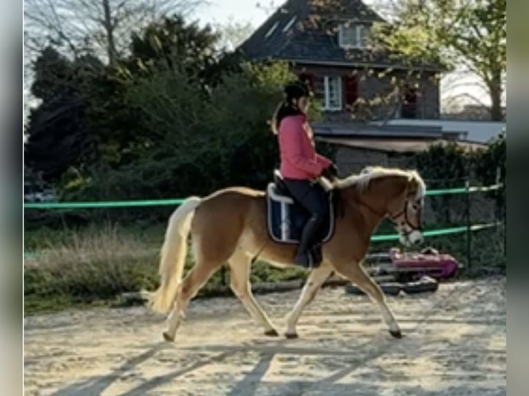 Haflinger Hongre 4 Ans 162 cm in Wesseling
