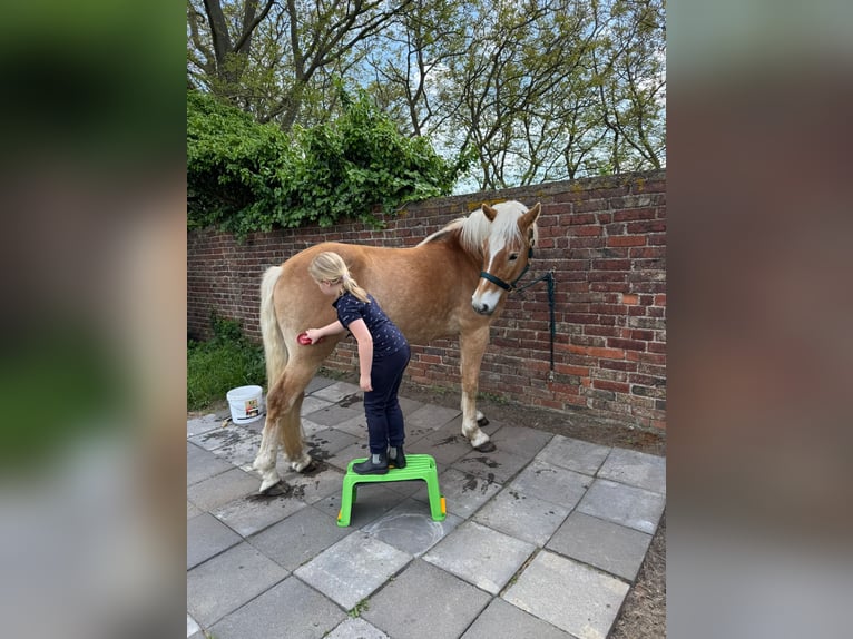 Haflinger Hongre 4 Ans 162 cm in Wesseling