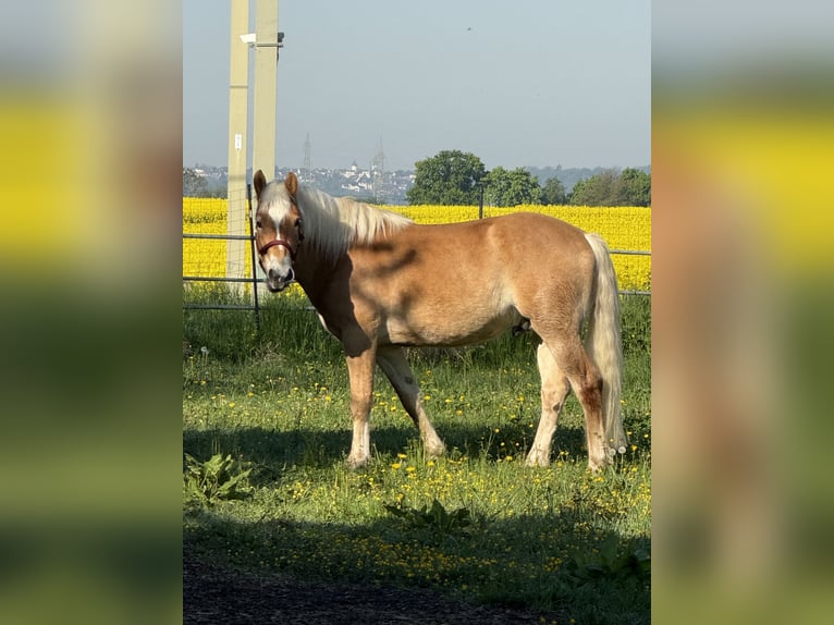 Haflinger Hongre 4 Ans 162 cm in Wesseling