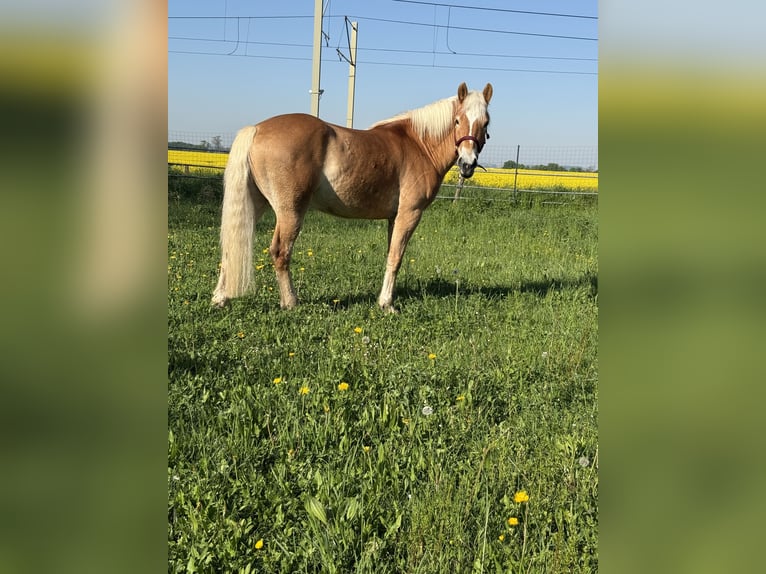 Haflinger Hongre 4 Ans 162 cm in Wesseling
