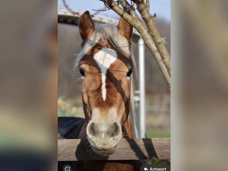 Haflinger Hongre 4 Ans 162 cm in Wesseling