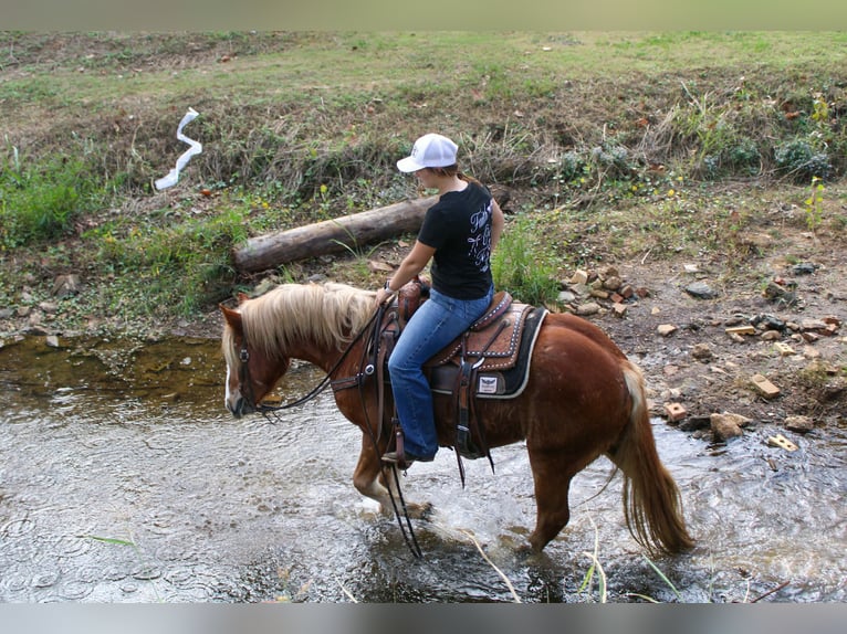 Haflinger Hongre 4 Ans Alezan brûlé in RUsk TX