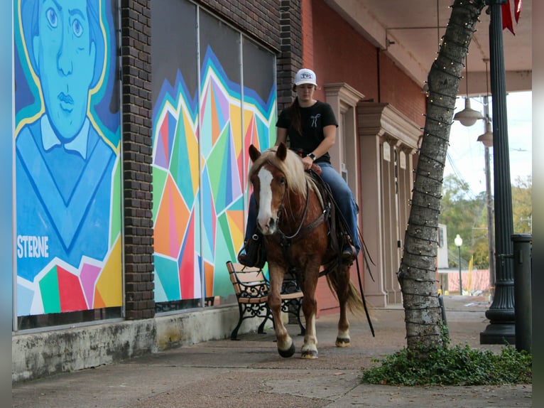 Haflinger Hongre 4 Ans Alezan brûlé in RUsk TX