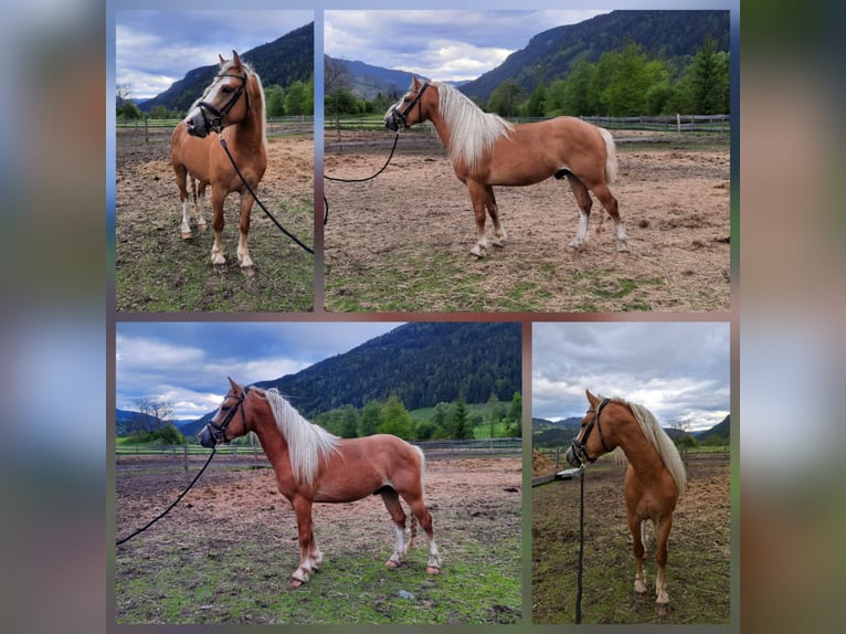 Haflinger Hongre 4 Ans  in Murauumgebung