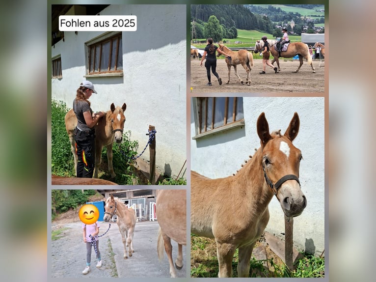 Haflinger Hongre 4 Ans  in Murauumgebung