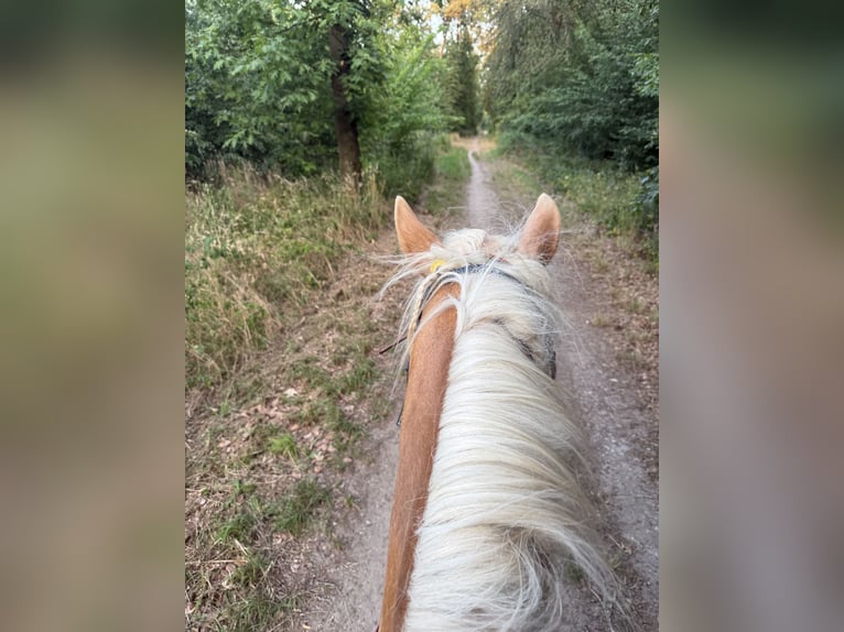 Haflinger Hongre 4 Ans  in Mosbach