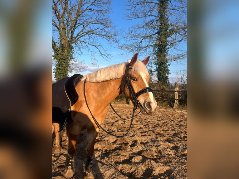 Haflinger Hongre 5 Ans 144 cm Alezan in Garrel