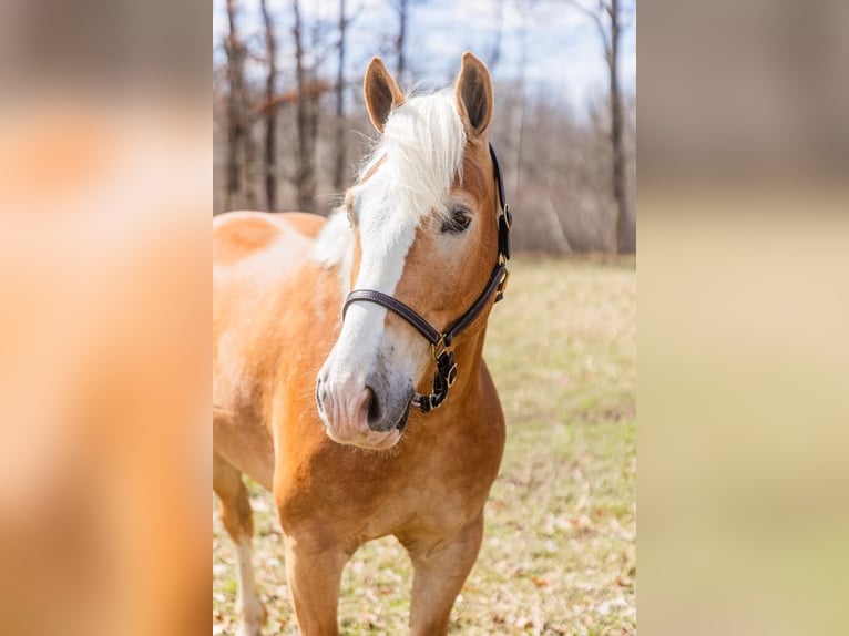 Haflinger Hongre 5 Ans 145 cm Alezan brûlé in Howell MI