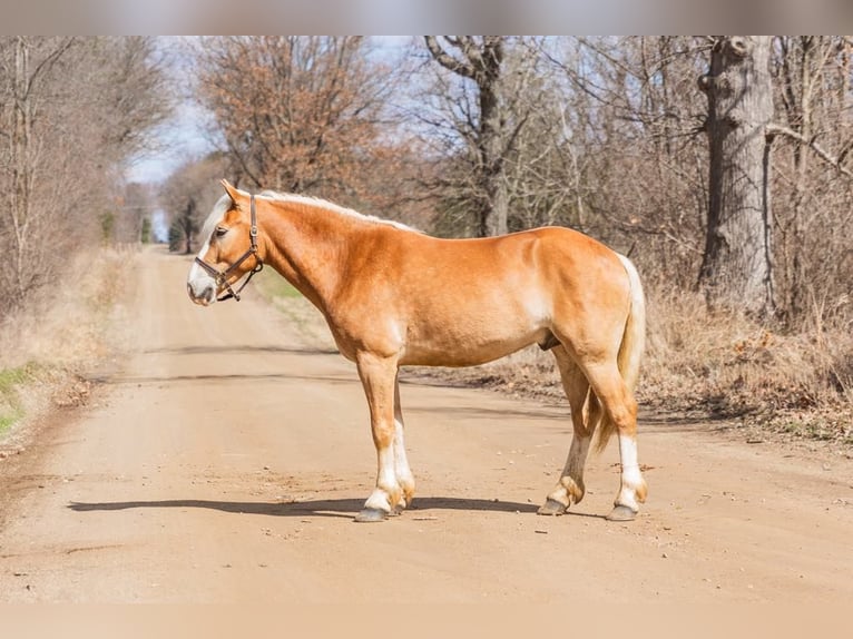 Haflinger Hongre 5 Ans 145 cm Alezan brûlé in Howell MI