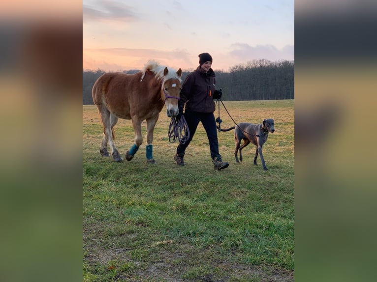Haflinger Croisé Hongre 5 Ans 145 cm Alezan in Buchholz (Westerwald)Asbach