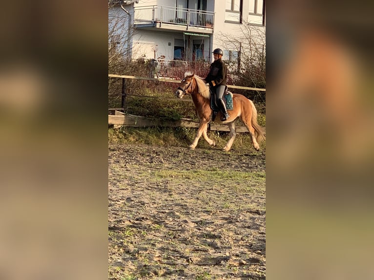 Haflinger Croisé Hongre 5 Ans 145 cm Alezan in Buchholz (Westerwald)Asbach