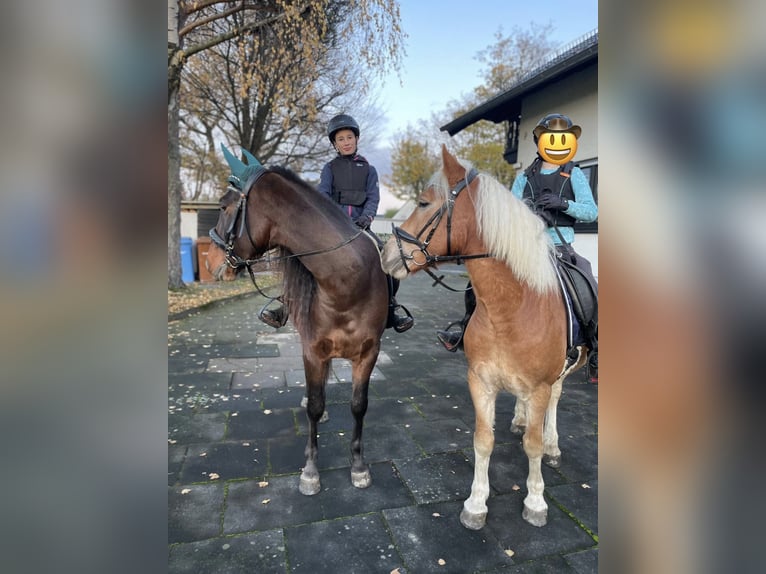 Haflinger Croisé Hongre 5 Ans 145 cm Alezan in Buchholz (Westerwald)Asbach