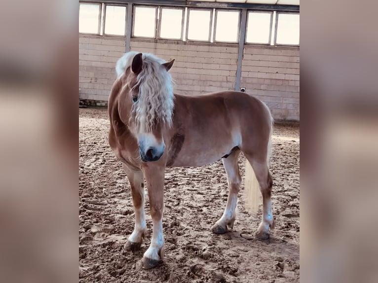 Haflinger Hongre 5 Ans 145 cm Alezan in Roßleben-Wiehe