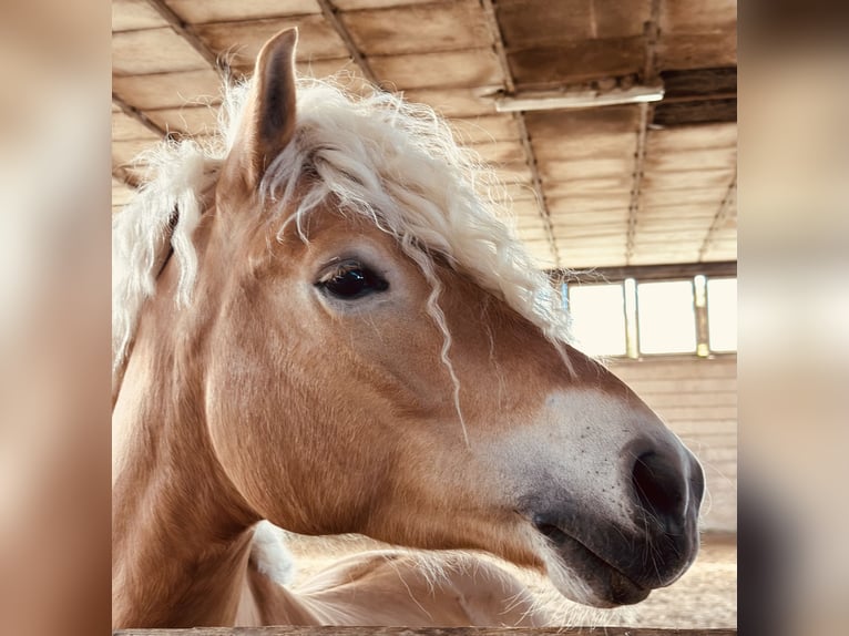 Haflinger Hongre 5 Ans 145 cm Alezan in Roßleben-Wiehe