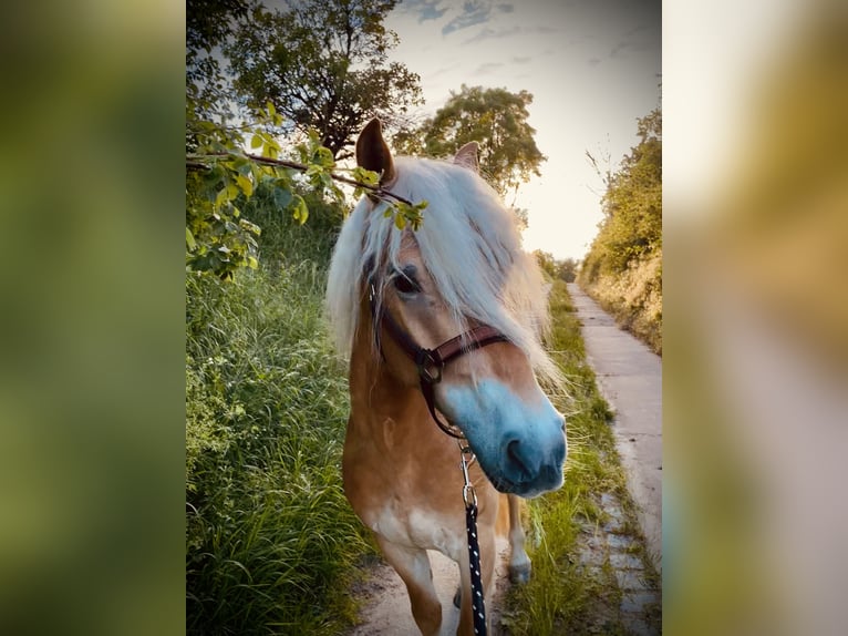 Haflinger Hongre 5 Ans 145 cm Alezan in Roßleben-Wiehe