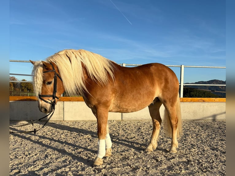 Haflinger Hongre 5 Ans 145 cm in Wiesenfelden