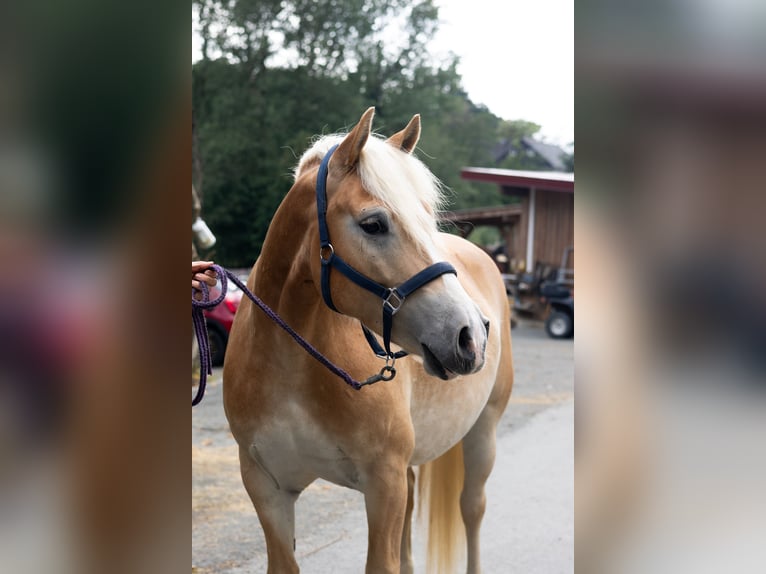 Haflinger Hongre 5 Ans 146 cm Alezan in Erndtebrück