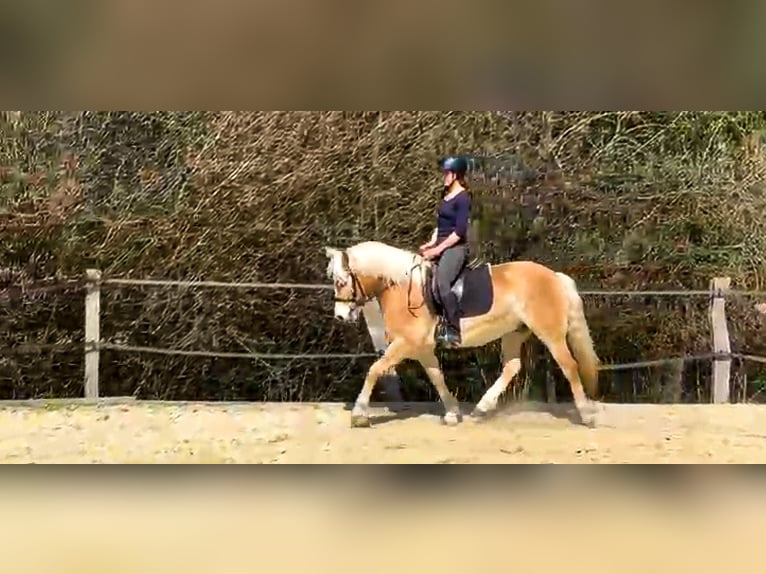 Haflinger Hongre 5 Ans 146 cm Alezan in Erndtebrück