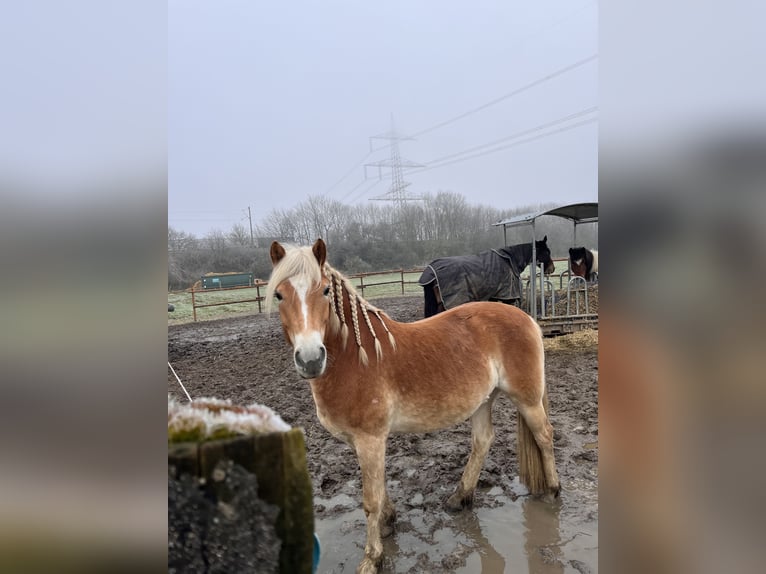 Haflinger Hongre 5 Ans 146 cm Alezan in Recklinghausen