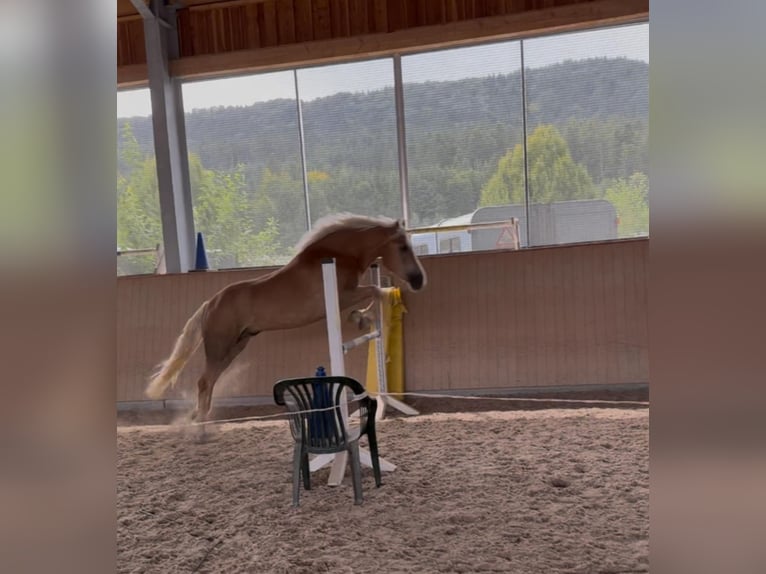 Haflinger Hongre 5 Ans 147 cm Alezan in Stra&#xDF;walchen