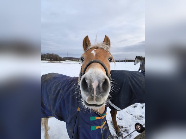 Haflinger Hongre 5 Ans 147 cm Palomino in Hulsberg