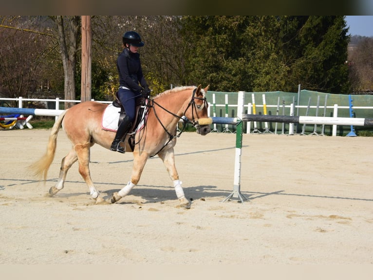 Haflinger Hongre 5 Ans 147 cm Palomino in Strass im strassertal