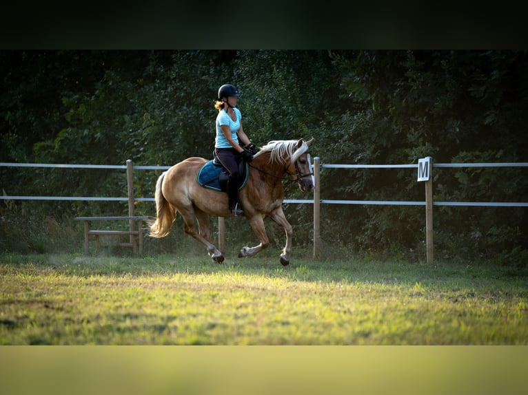 Haflinger Hongre 5 Ans 148 cm in Wildenbruch