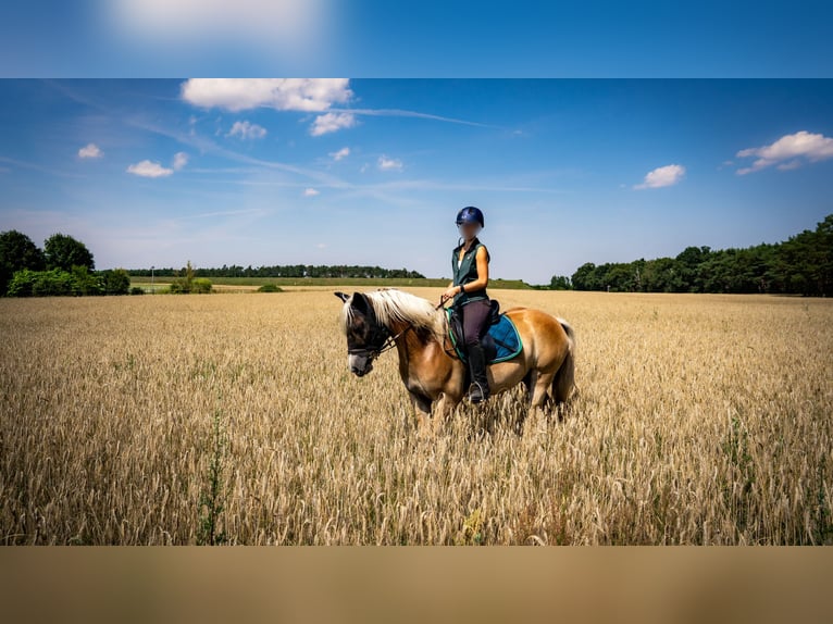 Haflinger Hongre 5 Ans 148 cm in Wildenbruch