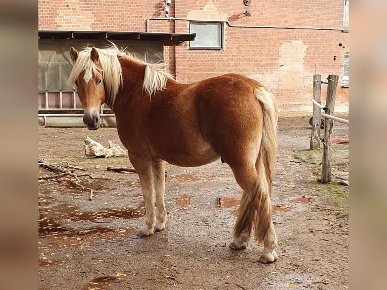Haflinger Croisé Hongre 5 Ans 148 cm in Sehnde