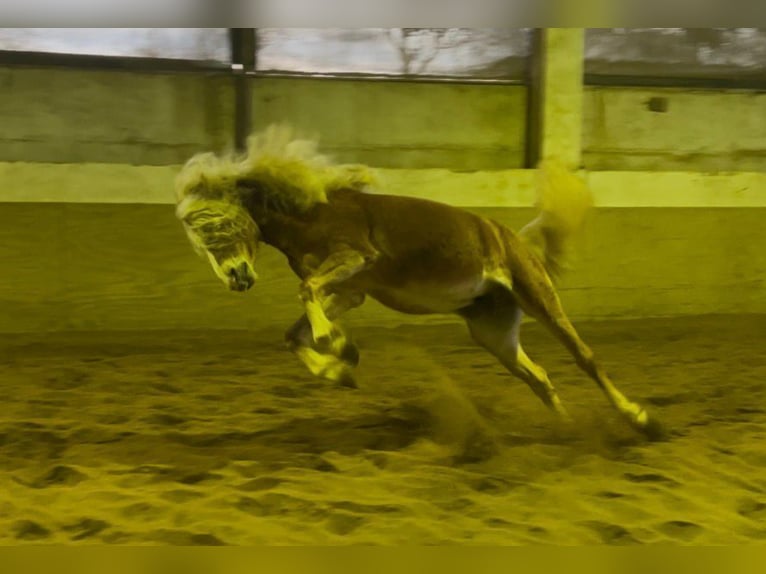 Haflinger Hongre 5 Ans 149 cm Alezan in Niederzier