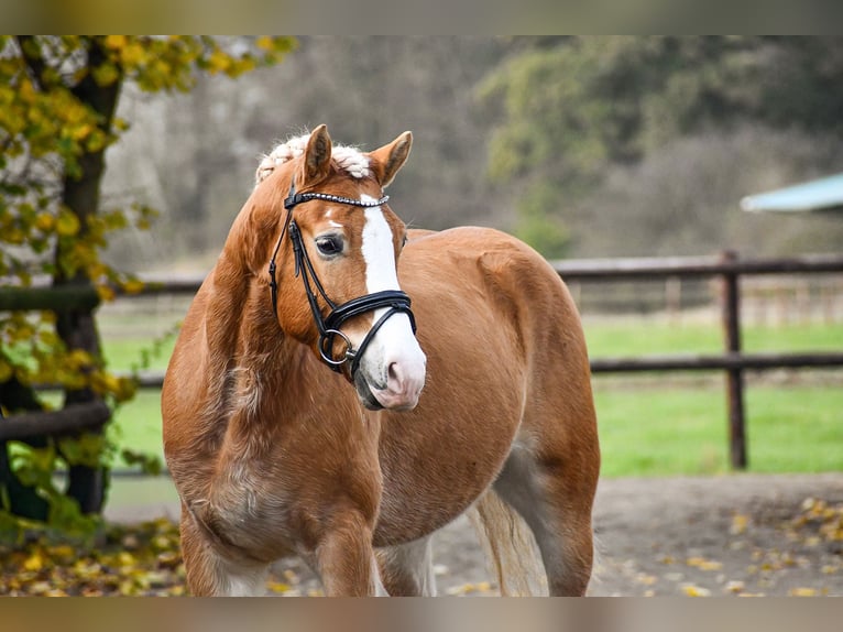 Haflinger Hongre 5 Ans 150 cm Alezan in Riedstadt