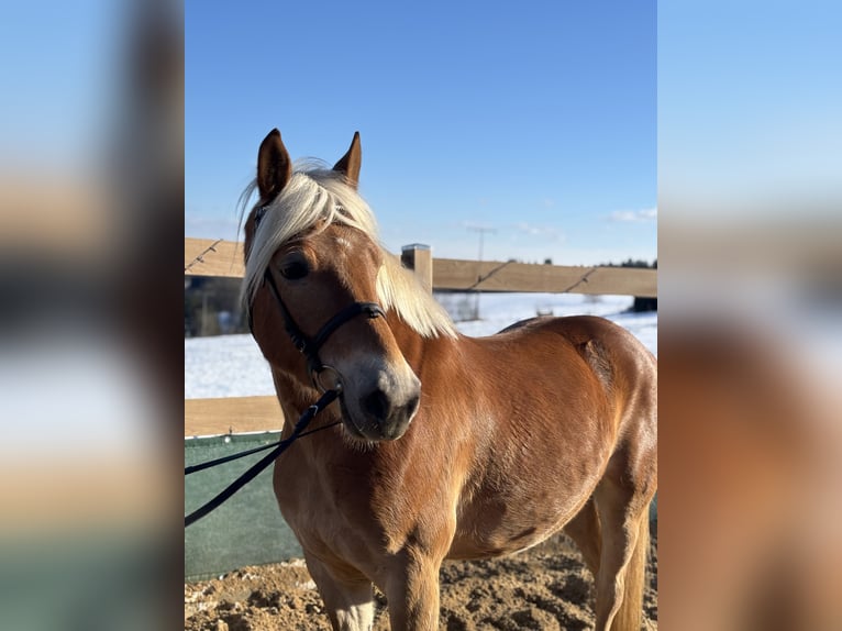 Haflinger Hongre 5 Ans 150 cm Alezan in Iggingen