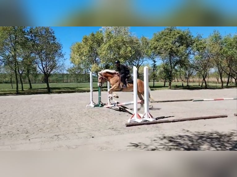 Haflinger Croisé Hongre 5 Ans 150 cm Alezan in Neu Gaarz